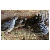 15 Jumbo Meat Maker Coturnix Quail