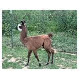 Baby Llama - Ready to go on a Bucket