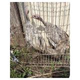 2 blue slate turkey poults 3 months old