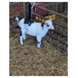 Registered adga nigerian doe, polled