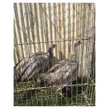 2 blue slate turkey poults 2 months old