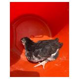 Blue mottled English Orpington 2 months old