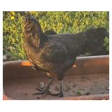 Ayam Cemani Rooster. 16 weeks old  No leakage