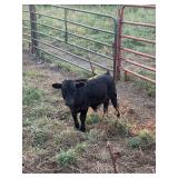 Biggy smalls is a 6 month old mini Dexter bull.