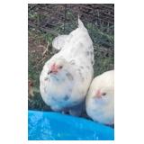 1 pair of 6 months old splash ameraucana