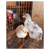 2-Bantam Pullets