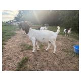 HOLLEYFARMS Fancy Like, fullblood registered doe