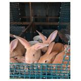 1-Flemish/NZ cross DOE Bunny, 10 weeks old