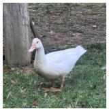 Beautiful Snow White Muscovy Hen