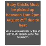 Baby chicks must be picked up 1-2pm
