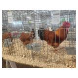 Trio 2026 hatch show quality new hampshire.
