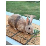 Buck Rabbit