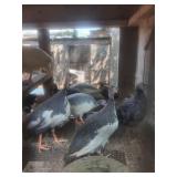 2- Pearl Guinea out of group