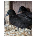 Self Black Call Duck Hens, 2026 hatch