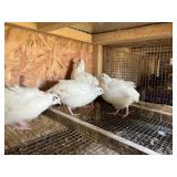 15 Jumbo White Coturnix Quail. Straight run.