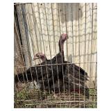 2 black Spanish turkey poults 3 months old