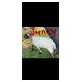 Junie is a Nigerian Dwarf, she was born June 28