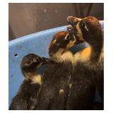 Two ducklings from this bunch. Breed is a mystery.