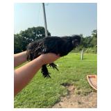 Black silkie rooster. 1.5y/o, friendly