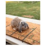 Lop buck.
