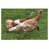 Bourbon Red Turkey pair, very tame