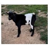 6month old Nigerian dwarf buckling born Feb 12th.