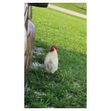 Young Breese Rooster,