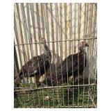 2 bronze turkey poults, 2 months old