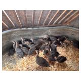 8-Guinea Keets