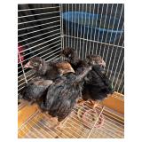 4 gold laced Wyandotte, 1 months old