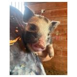 Male KuneKune/Pot Belly pig. 5 weeks old, eating