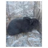 New Zeland Buck. Blue color. Proven