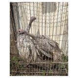 2 blue slate turkey poults 3 months old
