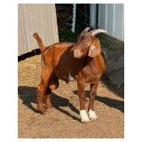 ï¿½Buckeyeï¿½ reserve champion home raised buck