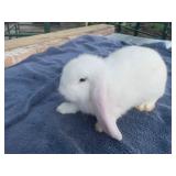 French lop doe, out of pedigreed stock, no papers
