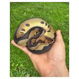 F- Ball Python. Morph- Leopard Clown Het DG