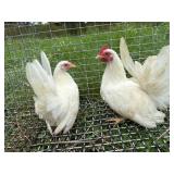 Pair of White Japanese Bantams, Excellent Quality!