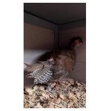 Juvenile silver pheasant