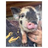 Female KuneKune/Pot Belly pig. 5 weeks old, eating