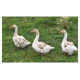 3-Sebastopol ï¿½ Pilgrim Family