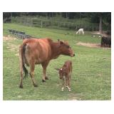 Gentle - Friendly - Mini Cow and Mini Calf Pair