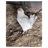 1 pair of 1 year old Blue Ameraucana