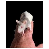 Hand tamed hooded rat female