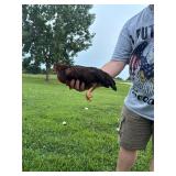 BYM chicken. Spring 26ï¿½ hatched