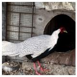 3 year old Male Silver Pheasant