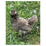 1 pair of light Blue Ameraucana 2 & 4 months old
