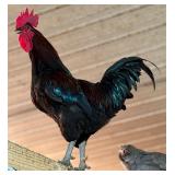 Black Copper Maran Rooster