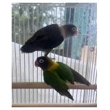 Pair of Lovebirds Laying!