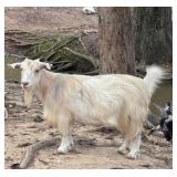Miniature Silky Fainter Nanny Goat, heavy exposed