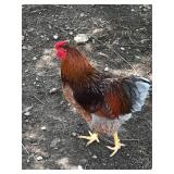 Blue Laced Red Wyandotte Rooster. Hatched 2/10/26